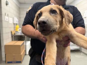 Mixed Breed Dogs Available for Adoption in Dallas, Texas - DAVIE | PetCurious