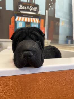 Shar Pei Dogs Available for Adoption in Lake Forest, California - Daisy | PetCurious