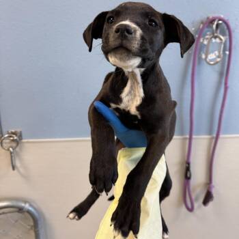 Mixed Breed Dogs Available for Adoption in Las Cruces, New Mexico - Lovebug | PetCurious