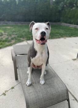 Pit Bull Terrier Dogs Available for Adoption in Royal Oak, Michigan - Dozer | PetCurious