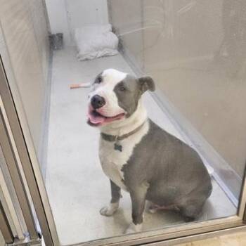 Pit Bull Terrier Dogs Available for Adoption in Phoenixville, Pennsylvania - Homer | PetCurious