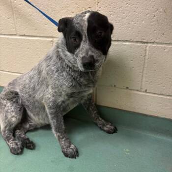 Mixed Breed Dogs Available for Adoption - Dash | PetCurious