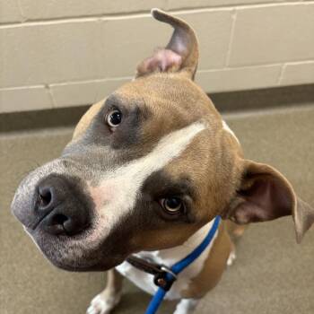 Ernie -  Pit Bull Terrier Dog for Adoption in Council Bluffs, Iowa - Ernie | PetCurious