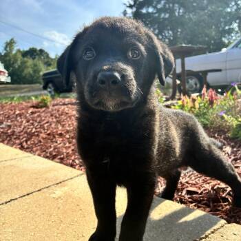 Silver -  Black Labrador Retriever Dog for Adoption in Evergreen, Colorado - Silver | PetCurious