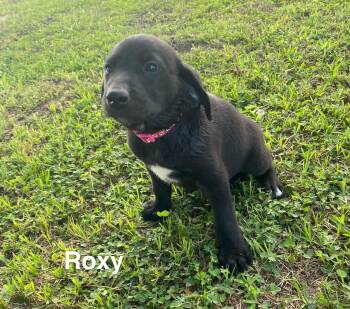 Labrador Retriever and Golden Retriever Dogs Available for Adoption in Glocester, Rhode Island - Roxy | PetCurious