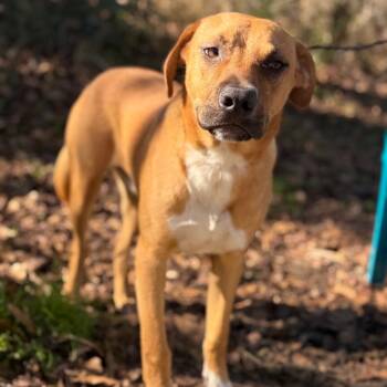 Black Mouth Cur Dogs Available for Adoption - Andy | PetCurious