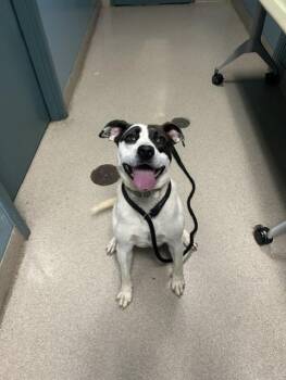 DOMINO -  Labrador Retriever and Mixed Breed Dog for Adoption in Newton, North Carolina - DOMINO | PetCurious