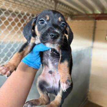 Jaffa -  Shepherd and Mixed Breed Dog for Adoption in Edinburg, Texas - Jaffa | PetCurious
