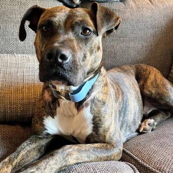 Zoe -  Mountain Cur Dog for Adoption in Krum, Texas - Zoe | PetCurious