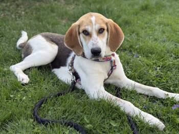 Hound Dogs Available for Adoption in Lexington, Kentucky - Evie | PetCurious