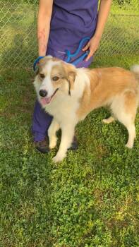 Collie Dogs Available for Adoption in Holbrook, New York - PIERCE | PetCurious