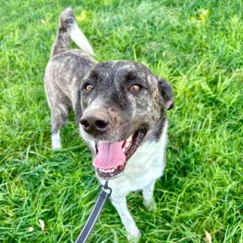 Daisy -  Anatolian Shepherd and Shepherd Dog for Adoption in Lenexa, Kansas - Daisy | PetCurious