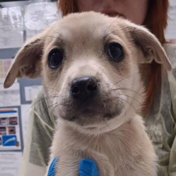 Kirin Cava -  Mixed Breed Dog for Adoption in Murray, Utah - Kirin Cava | PetCurious