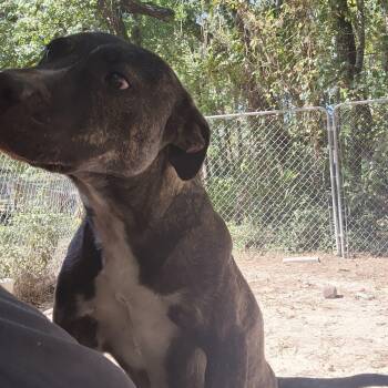 Rescue Mixed Breed Dogs for Adoption in Benson, North Carolina - Barney | PetCurious