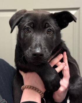 Shepherd Dogs Available for Adoption in Littleton, Colorado - Clea | PetCurious