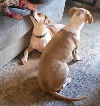 Rescue Boxer and Labrador Retriever Dogs for Adoption in Rutherfordton, North Carolina - Penelopi (Courtesy Post) | PetCurious