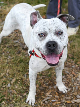 Rescue Mixed Breed Dogs for Adoption in Chamblee, Georgia - Mackerel | PetCurious