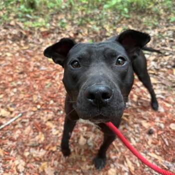 Phil -  Mixed Breed Dog for Adoption in Gainesville, Florida - Phil | PetCurious