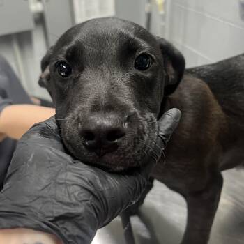 Mixed Breed Dogs Available for Adoption in Summerville, South Carolina - Raisin | PetCurious