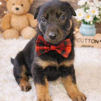 German Shepherd Dog and Labrador Retriever Dogs Available for Adoption - DUTTON GS | PetCurious