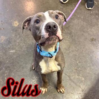 Silus -  Pit Bull Terrier Dog for Adoption in Hillsboro, Ohio - Silus | PetCurious