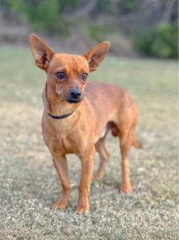 Rescue Chihuahua Dogs for Adoption in Vaughan, Ontario - Ford | PetCurious