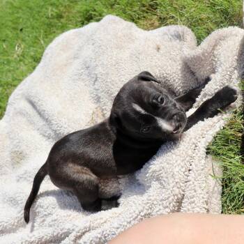 Clyde - Looking for a Partner in Love Not Crime -  American Staffordshire Terrier and Labrador Retriever Dog for Adoption in Atlanta, Georgia - Clyde - Looking For A Partner In Love Not Crime | PetCurious