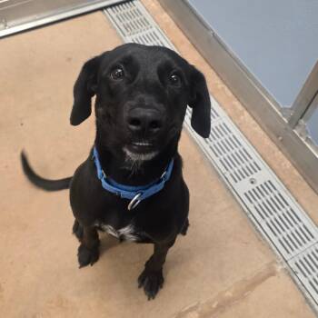 Mixed Breed Dogs Available for Adoption in Chicago, Illinois - Willow | PetCurious