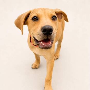 MINNIE - Needs a foster or adopter -  Labrador Retriever Dog for Adoption in Largo, Florida - MINNIE - Needs A Foster Or Adopter | PetCurious