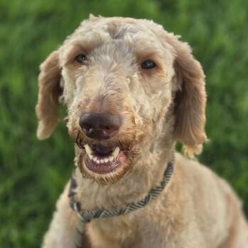 Buttercup -  Goldendoodle Dog Available for Adoption in Normal, Illinois - Buttercup | PetCurious