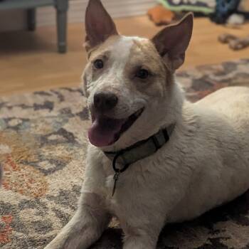 Rescue Mixed Breed Dogs for Adoption in Buffalo, Minnesota - Rex | PetCurious