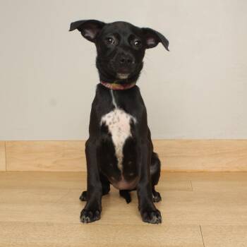 Lil Bit D70353 -  Feist and Terrier Dog for Adoption in Minnetonka, Minnesota - Lil Bit D70353 | PetCurious