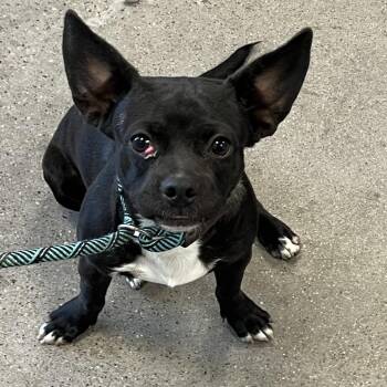 Raja -  Mixed Breed Dog for Adoption in Las Cruces, New Mexico - Raja | PetCurious