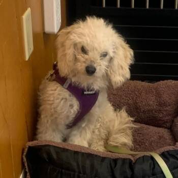 Chantilly -  Miniature Poodle Dog for Adoption in San Pablo, California - Chantilly | PetCurious