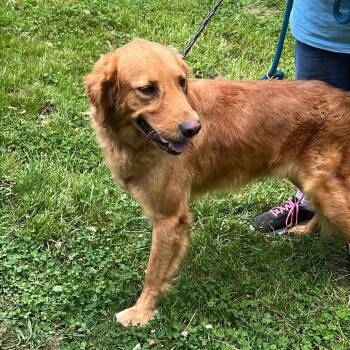 MASSIMO -  Golden Retriever Dog for Adoption in Graham, Washington - MASSIMO | PetCurious