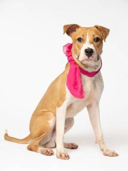 Poppa -  Mixed Breed Dog for Adoption in Atlanta, Georgia - Poppa | PetCurious