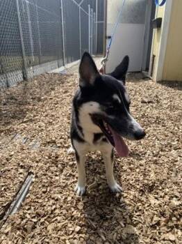 Shepherd and Siberian Husky Dogs Available for Adoption in North Charleston, South Carolina - 91280a Lacey | PetCurious