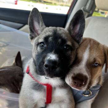 Husky Dogs Available for Adoption - Lilith Cheers | PetCurious