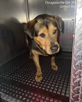 Rescue Mixed Breed Dogs for Adoption in Douglasville, Georgia - Polarity | PetCurious