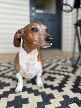 Ace -  Dachshund Dog Available for Adoption in Shawnee, Oklahoma - Ace | PetCurious