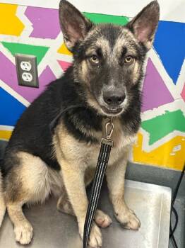 LUNA -  German Shepherd Dog and Husky Dog for Adoption in Baytown, Texas - LUNA | PetCurious