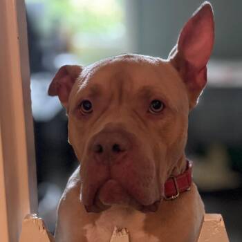 Jade -  Pit Bull Terrier Dog for Adoption in Pittsford, Vermont - Jade | PetCurious