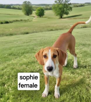 Sophie -  Hound Dog for Adoption in Manchester, Connecticut - Sophie | PetCurious