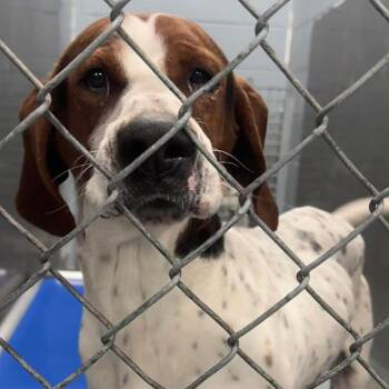 Treeing Walker Coonhound Dogs Available for Adoption in Washington, District Of Columbia - Byron | PetCurious