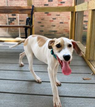 Espresso Cafe -  Pit Bull Terrier and Terrier Dog for Adoption in Friendswood, Texas - Espresso Cafe | PetCurious