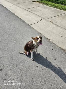 Chihuahua Dogs Available for Adoption in San Antonio, Texas - MONKEY | PetCurious