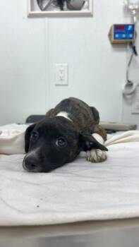 AAD New Arrival! Eloise - 26151 -  Boxer and Hound Dog for Adoption in Armonk, New York - AAD New Arrival! Eloise - 26151 | PetCurious