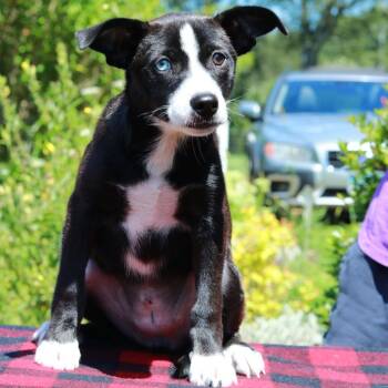 CT Spark -  Terrier and Mixed Breed Dog for Adoption in Stormville, New York - CT Spark | PetCurious