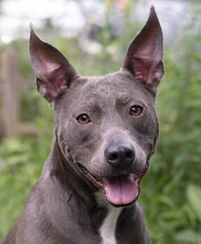 Roxy -  American Bully Dog for Adoption in Chicago, Illinois - Roxy | PetCurious