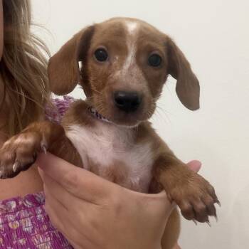 Schnitzelina -  Dachshund and Mixed Breed Dog for Adoption in Baton Rouge, Louisiana - Schnitzelina | PetCurious